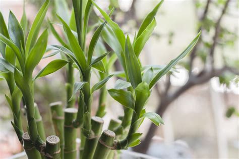 室內風水樹|風水植物｜不只富貴竹！7款招財/招桃花植物推介+不 